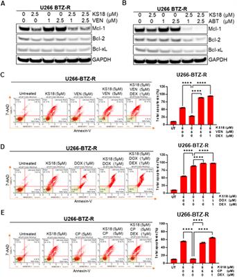 KS18, a Mcl-1 inhibitor, improves the effectiveness of bortezomib and overcomes resistance in refractory multiple myeloma by triggering intrinsic apoptosis